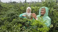 Cerita Petani Binaan Dompet Dhuafa Berjuang Melawan Cuaca Ekstrem