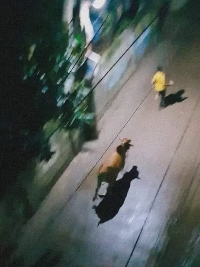 6 Momen Apes Orang Dikejar Hewan Ini Bikin Senyum Tipis