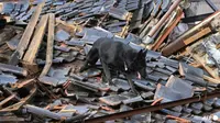 Bersama dengan tentara dan petugas pemadam kebakaran, Elsa -- seekor anjing -- sibuk mencari korban hilang yang dilaporkan usai gempa melanda Ishikawa, Jepang (AFP).