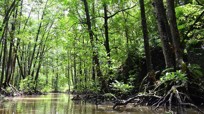 Ilustrasi Hutan Mangrove / Sumber: Pixabay