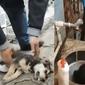 Mengharukan, Pria Ini Selamatkan Anjing Jalanan Dengan Susah Payah (sumber: twitter.com/L0vingnature)