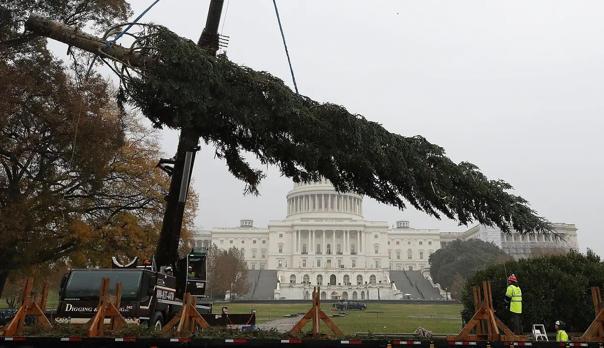 Pekerja menggunakan alat berat untuk menempatkan pohon Natal raksasa di bagian barat Gedung Capitol AS di Washington, Senin (26/11). Pohon Natal setinggi 24 meter itu diambil dari Hutan Nasional Willamette di Oregon. (Mark Wilson/Getty Images/AFP)