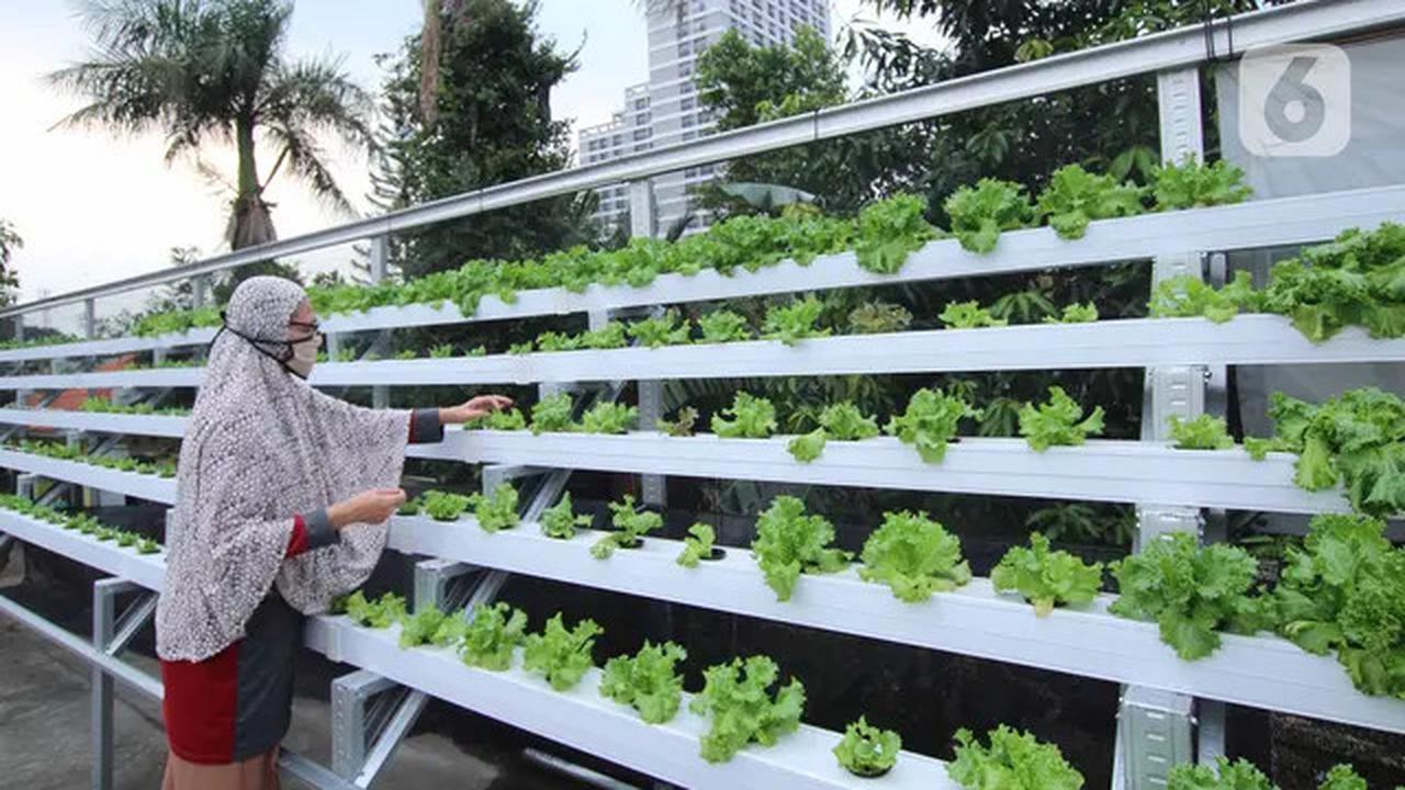 Tips Membuat Kebun Sayur Atap Rumah untuk Pemula dengan Hasil Melimpah