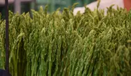 Cara Menanam Asparagus di Pekarangan Rumah, Satu Sayur Bisa Diolah Jadi Berbagai Sajian Lezat