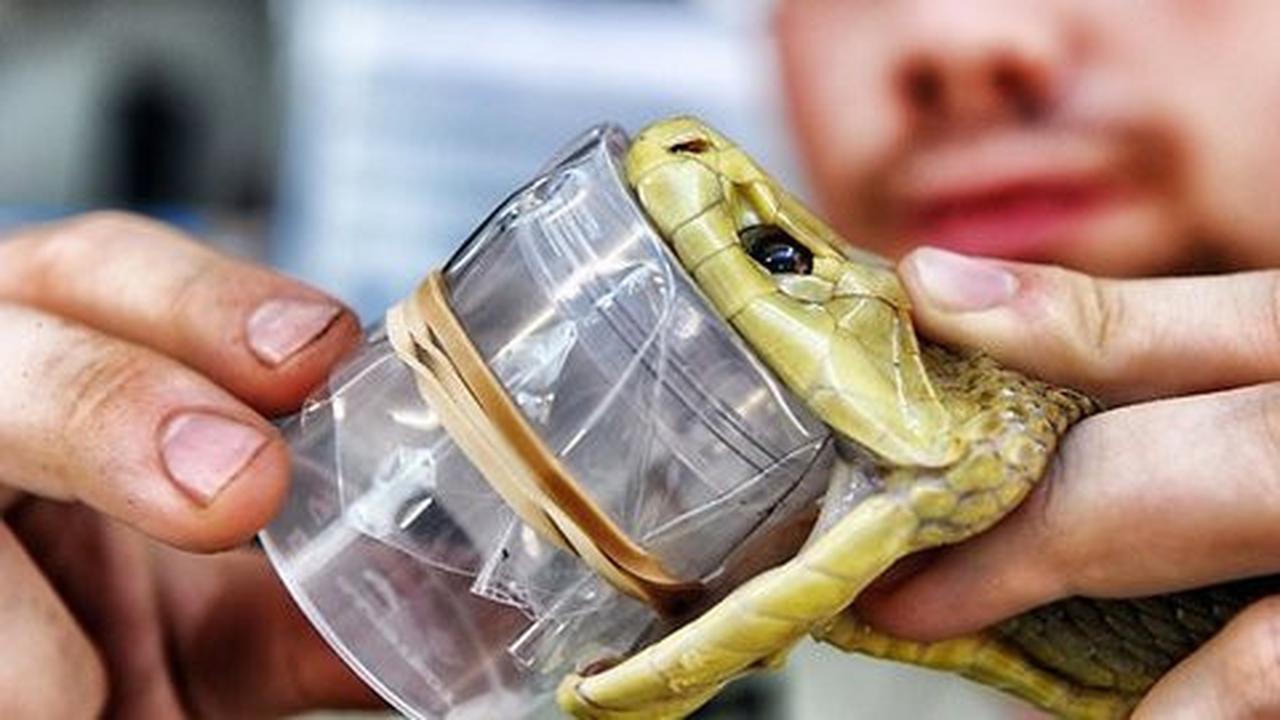 5 profesi medis paling aneh yang pernah ada