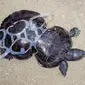Kura-kura yang terjerat plastik (Sumber: huffpost)