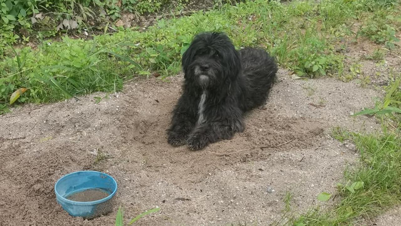 Bikin Haru, Anjing Ini Setia Tunggu Majikan di Tempat Ia Ditinggal