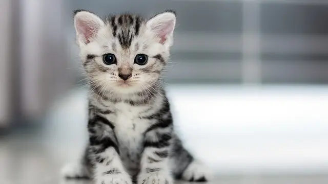 Anakan atau Kucing Dewasa, Mana yang Paling Tepat Dijadikan Teman di Rumah?