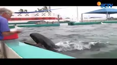 Puluhan tahun menjadi hewan penelitian, seekor lumba-lumba besar yang dikenal sebagai 'paus pembunuh palsu' bernama Kina akhirnya pensiun.