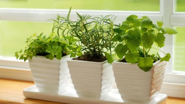 [Bintang] 8 Sayuran yang Sempurna untuk Ditanam di Taman 'Indoor'