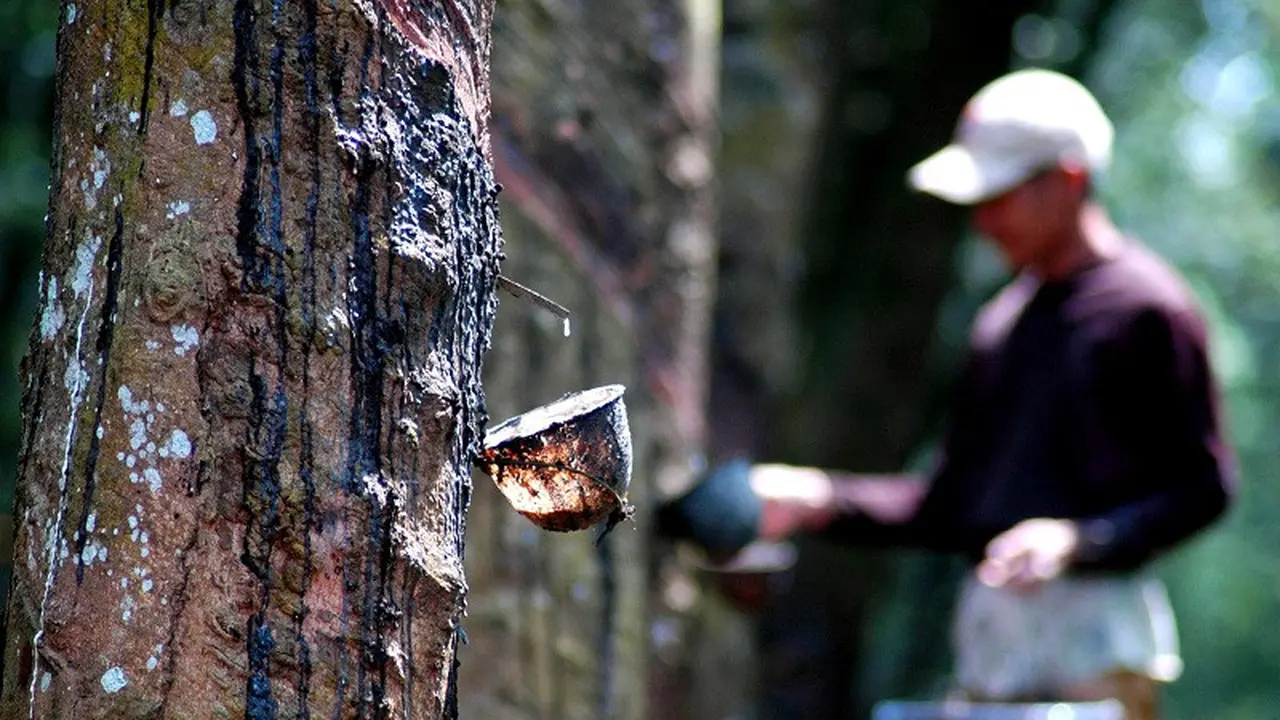 Petani karet Jambi