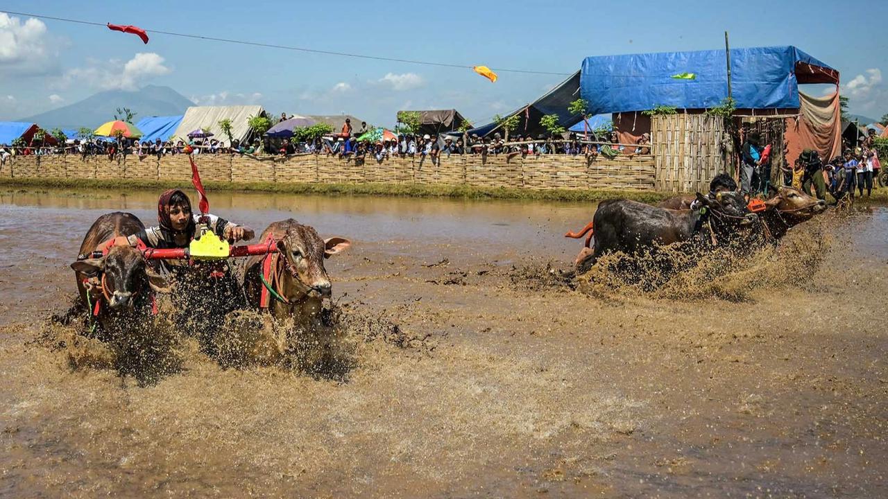FOTO: Festival Sapeh Brujul  Tampilkan Karapan Sapi di Sawah Berlumpur