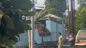 Jalur Pelarian Orang Utan dari Kandang ke Warung Ayam Goreng