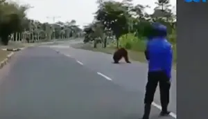 Hutan Terbakar, Orang Utan 'Mengungsi' ke Kantor Pemda