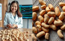 Kacang Tanah Kolesterol? ini Fakta, Mitos dan Manfaatnya bagi Kesehatan