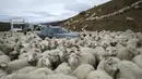 Sejumlah mobil dikerumuni domba yang baru kembali merumput di pinggiran Tbilisi, Georgia, Rabu (11/11). Dalam setahun di Georgia mengalami 2 musim yang membuat domba dan peternaknya berpindah mencari rumput di tempat lain. (REUTERS / David Mdzinarishvili)