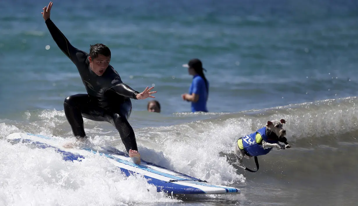 Seorang pria bersama anjingnya beraksi saat mengikuti Surf Dog Contest Surf City di Huntington Beach, California, Amerika Serikat, (27/9/2015). (REUTERS/Lucy Nicholson)