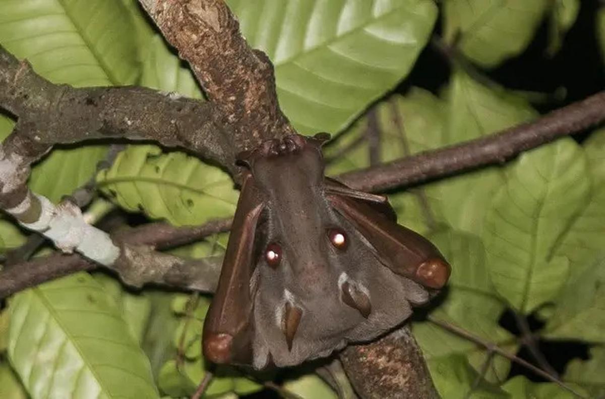 9 Hewan Ini Dipercaya Bisa Terbang di Udara, Ternyata Tak Hanya Burung