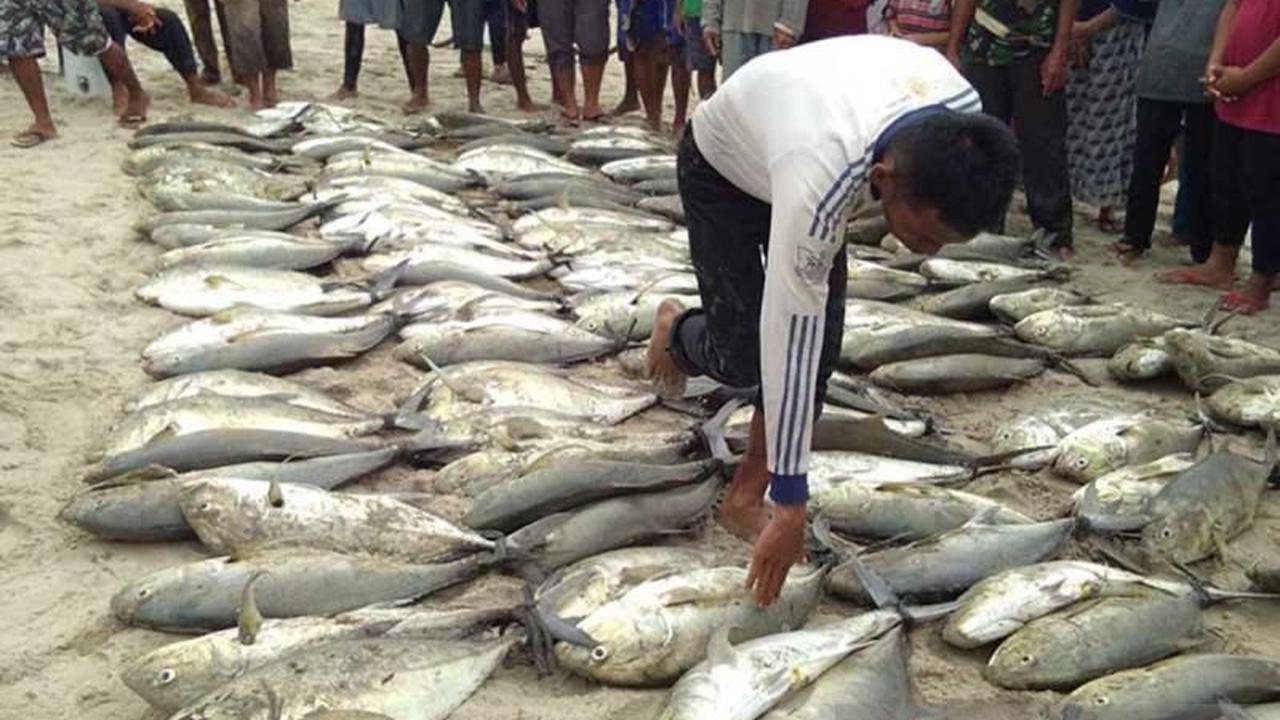 Puluhan Ton Ikan Segar Terserap untuk Program MBG Simeulue, Dorong Kesejahteraan Nelayan