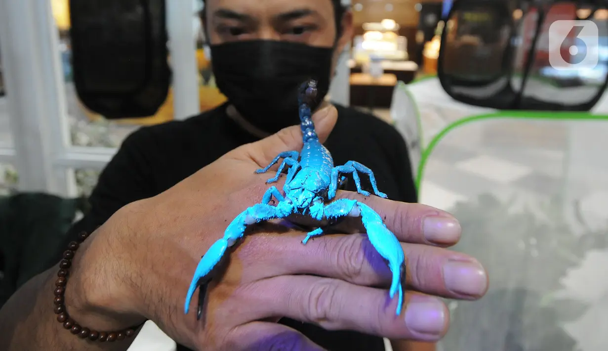 Penggiat hewan eksotis menunjukkan kalajengking lokal yang dijual seharga Rp100 ribu dalam acara Exotic Pet Garden di Mall Alam Sutera, Tangerang Selatan, Banten, Selasa (16/11/2021). Acara tersebut berlangsung hingga 21 November mendatang. (merdeka.com/Arie Basuki)