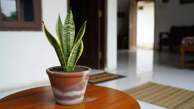 Tanaman Daun Mini yang Bisa Bikin Suasana Rumah Lebih Adem dan Menenangkan