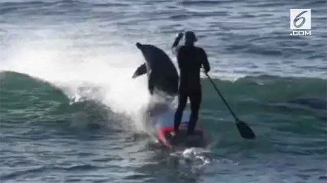 Pria peselancar ditabrak seekor lumba-lumba sehingga jatuh ke dalam air. Insiden itu terjadi di Gracetown, Australia Barat.