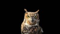 Animals with the best night vision. (Photo: James Lee/Unsplash)