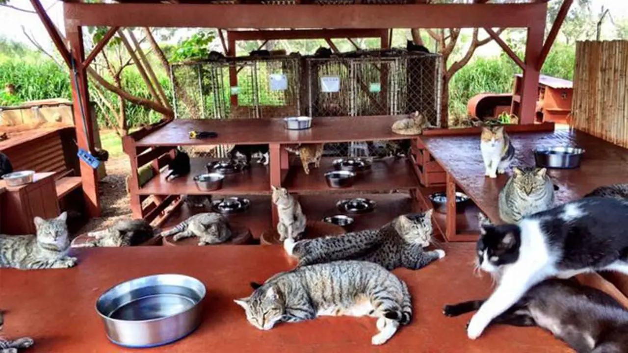 Tempat Ini Bak Surga Kucing yang Banyak Dikunjungi Warga
