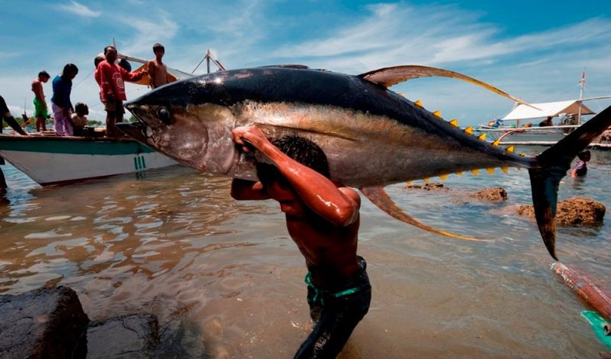 <b>Manfaat Tuna bagi Kesehatan</b><br>