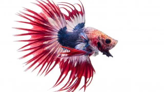 Ilustrasi ikan cupang