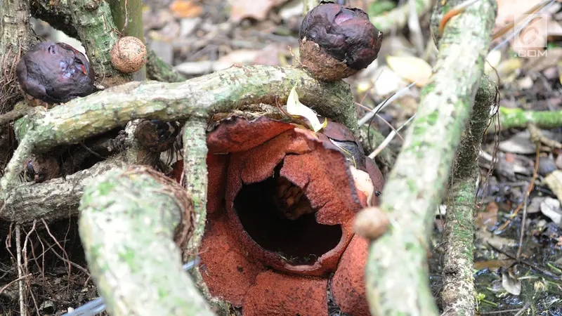 Melihat Bunga Langka Rafflesia Padma yang Mekar di Kebun Raya Bogor