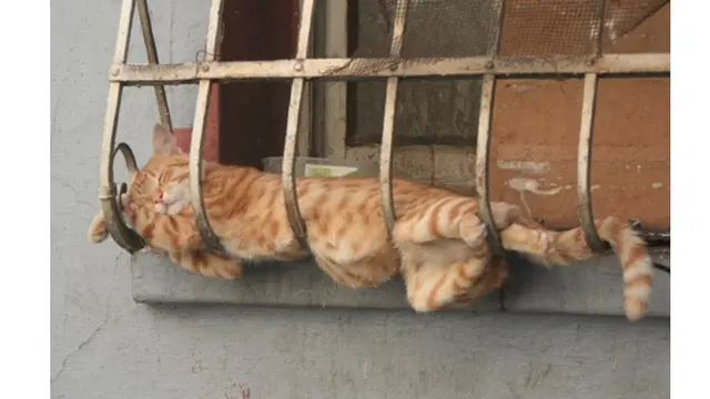 Potret 7 Kucing Rebahan Ini Bikin Geleng Kepala