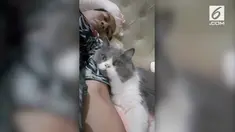 Humas BNPB, Sutopo Purwo, pamer kucing kesayangannya saat pulang kerja. Namun perhatian warganet malah salah fokus lantaran kucing tersebut seperti sedang menangis.