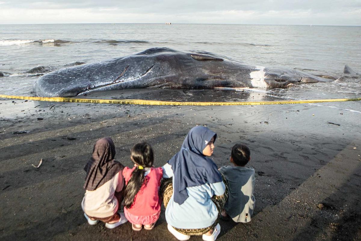FOTO: Paus Sperma Terdampar Mati di Pantai Melaya Jembrana