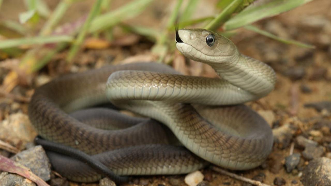 Ular Black Mamba