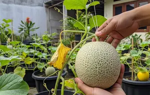 14 Cara Menanam Melon dalam Pot agar Buahnya Besar, Begini Perawatan yang Tepat