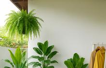 15 Rekomendasi Tanaman Stylish untuk Percantik Teras Tanpa Ribet, Rumah Dijamin Instagramable