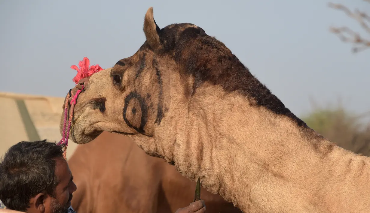 Seorang pria memotong rambut untanya saat mengikuti pameran Unta Pushkar di Pushkar, India (26/10). Pameran ini digelar selama lima hari dan merupakan pameran unta terbesar di dunia. (AFP Photo/Dominique Faget)