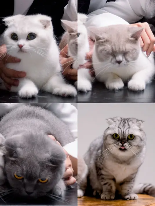 Keempat kucing kesayangannya tampil begitu menggemaskan.  [Foto: Instagram/ JessicaJane99]