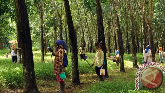 Pohon Karet