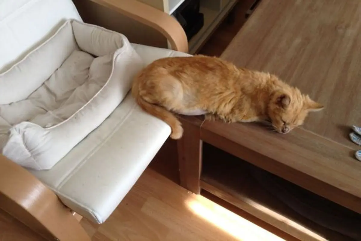 Ada Barang Bagus, 10 Kucing Ini Lebih Pilih Benda Usang