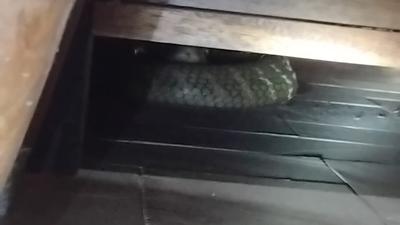 Cium Bau Tak Sedap, Warga Temukan King Kobra 3,46 Meter di Bawah Kasur