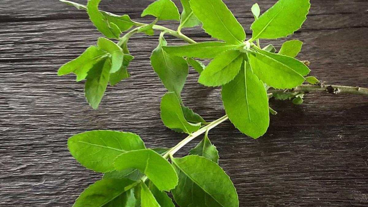 5 Manfaat Daun Beluntas untuk Kesehatan, Mulai dari Ringankan Gejala Rematik hingga Masalah Kulit