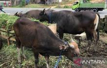 Distan Maluku Perketat Sidak Pedagang Hewan Kurban, Pastikan Kesehatan Ternak Jelang Idul Adha 1447 H