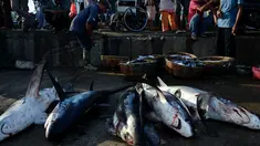 Sejumlah hiu perontok hasil tangkapan nelayan terlihat di sebuah tempat pelelangan ikan di Banda Aceh, Aceh pada Kamis (13/6/2019). Di Aceh, hiu masih menjadi buruan utama nelayan karena harganya yang tinggi, terutama bagian sirip yang laku dijual hingga ke luar negeri. (Chaideer MAHYUDDIN/AFP)