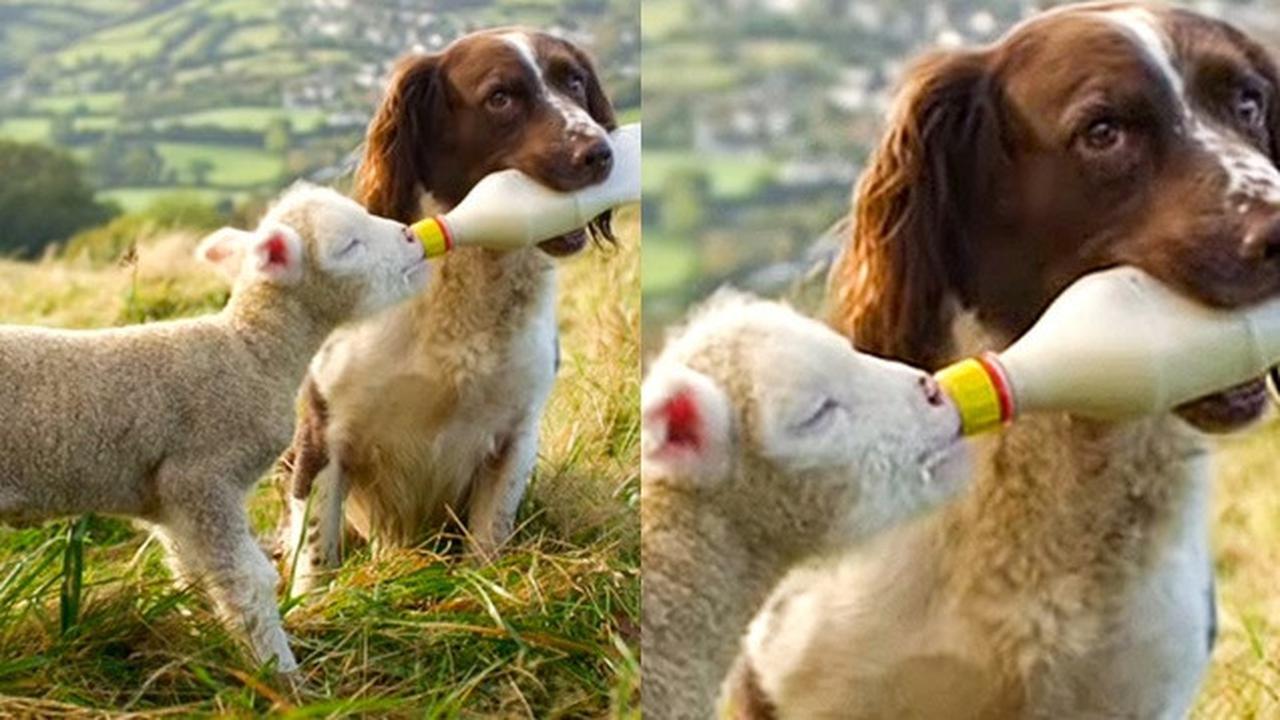 7 Potret Persahabatan Unik Hewan Beda Spesies Ini Bikin Gemas