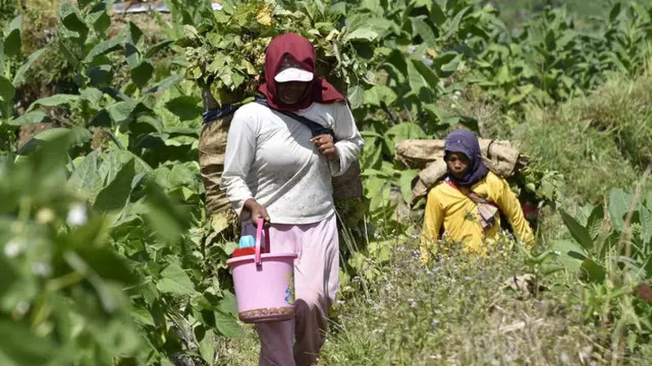 Dulu Kena PHK, Kini Sudarti Bisa Sejahtera Berkat Pertanian Tembakau