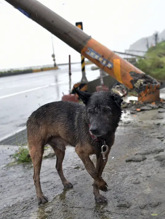 Seekor anjing yang terlantar berdiri dekat tiang listrik yang roboh akibat hantaman topan super Meranti di Pingtung, Taiwan selatan, Rabu (14/9). Topan Meranti juga menyebabkan sebagian besar penerbangan domestik dibatalkan. (AFP PHOTO/Sam YEH)