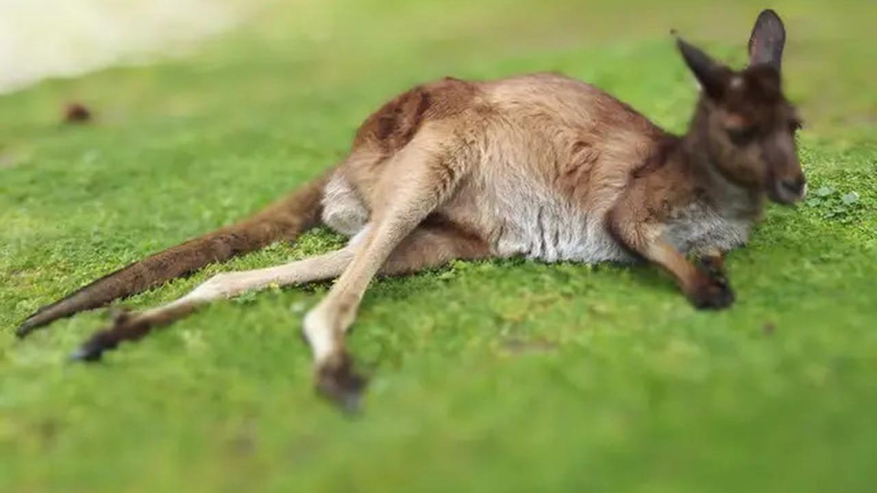 Ilmuwan Australia Ciptakan Embrio Kanguru Pertama di Dunia Lewat Program Bayi Tabung
