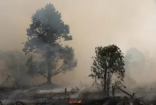 Pohon-pohon yang terbakar terlihat saat api melalap lahan gambut di Kubu Raya, Kalimantan Barat, Indonesia, Selasa, 11 Agustus 2026. (AP Photo/Stefanus Taman)
